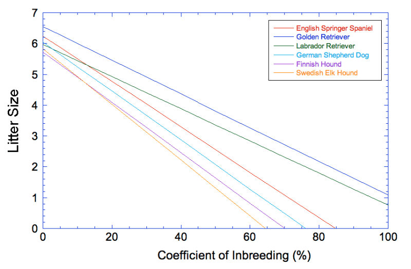 Inbreeding effects on canine fertility