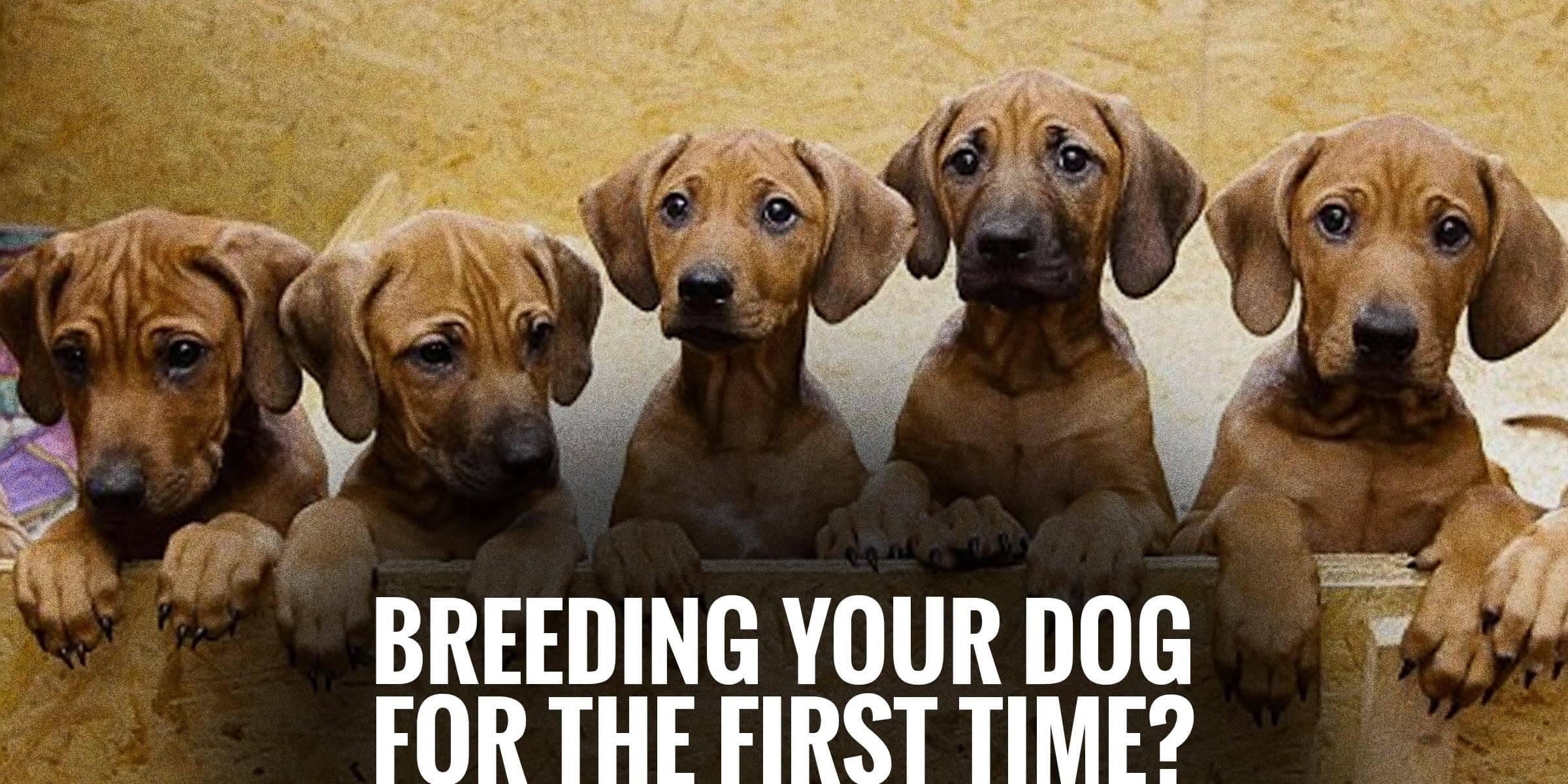 what to do when you get your first dog