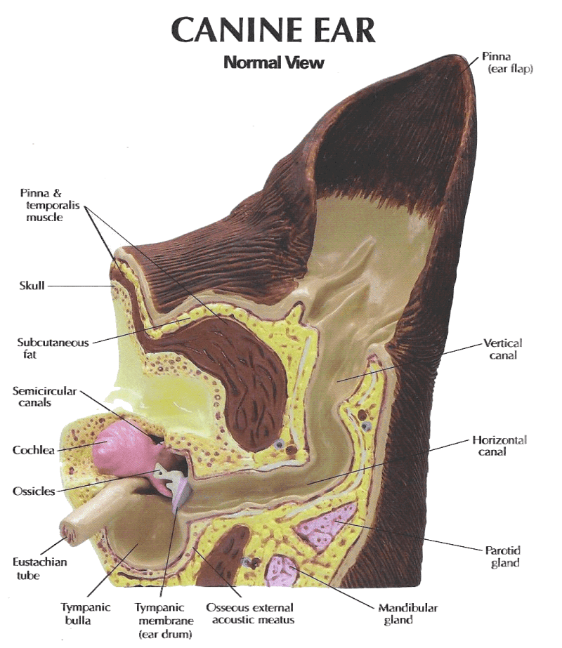 dog ear anatomy