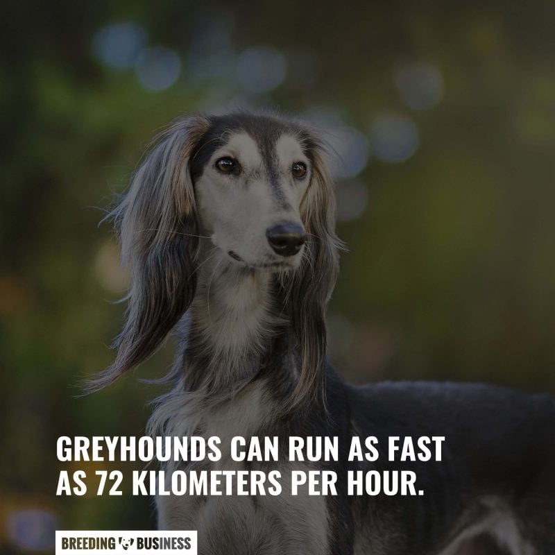 greyhound dog speed