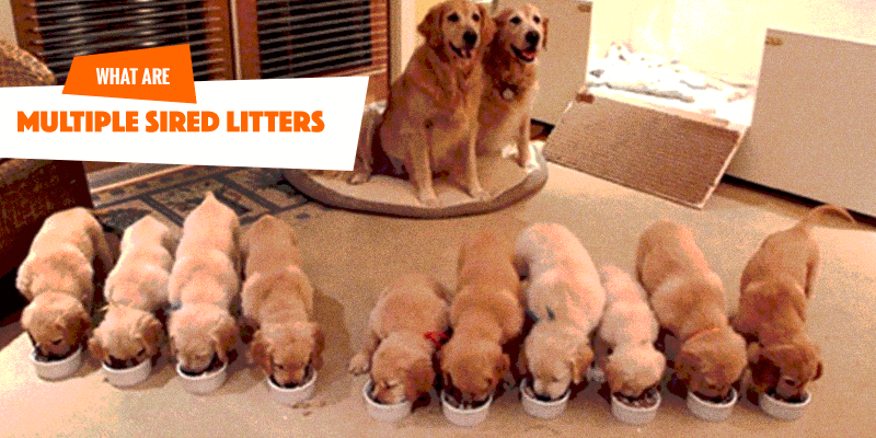 how much does it cost to breed a litter of puppies