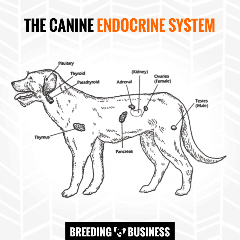 Diagram of the hormonal glands in the dog endocrine system.
