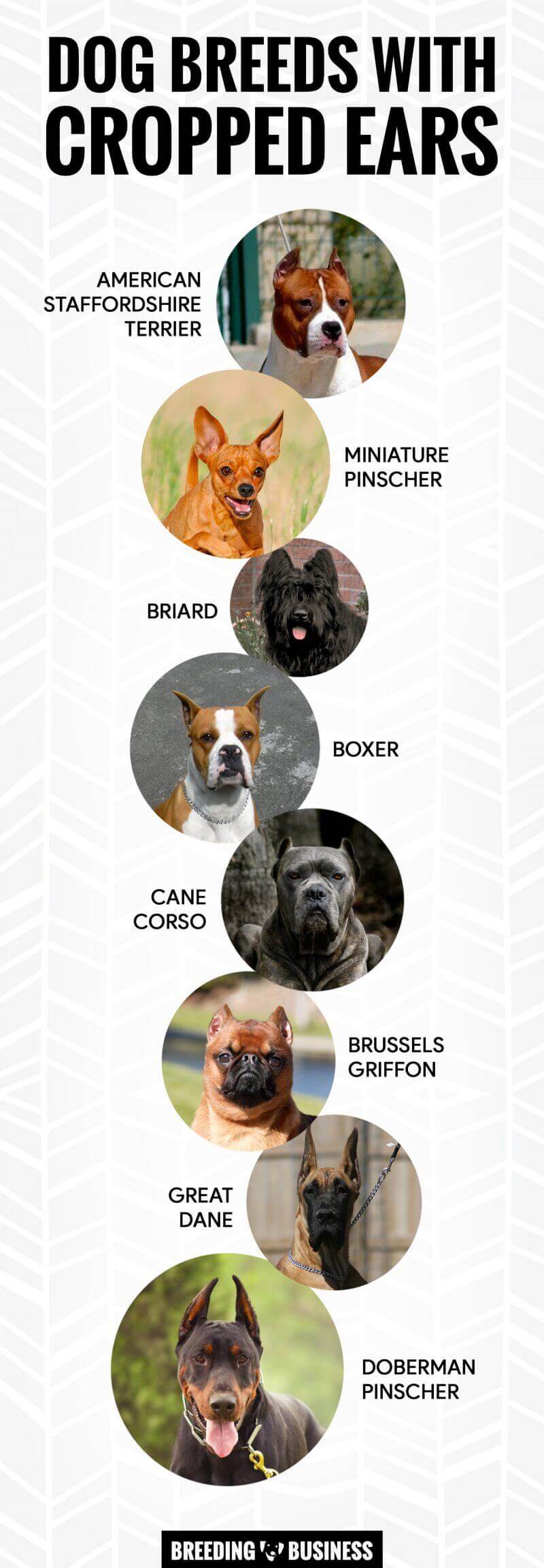 Pitbull Ear Cropping Styles Chart