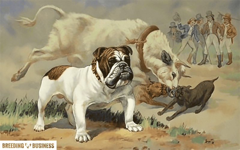 English Bulldogs and Bull-Baiting