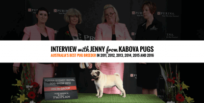 Interview w/ Jenny from Kabova Pugs — Champion Pug Breeder