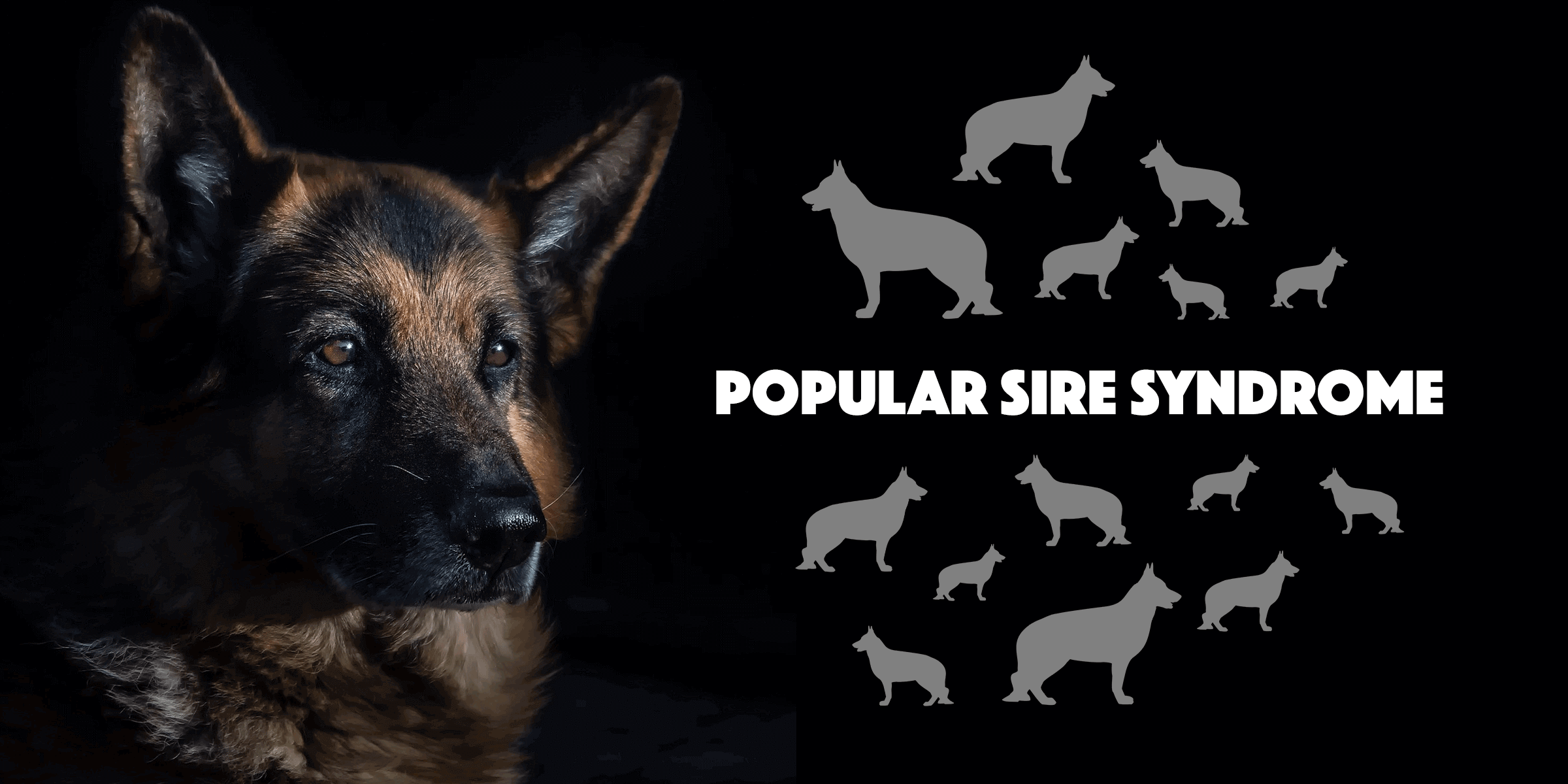 Popular Sire Syndrome In Dog Breeding