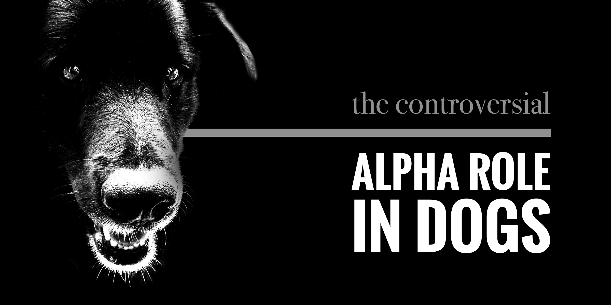 Alpha Role In Dogs (Alphamale)
