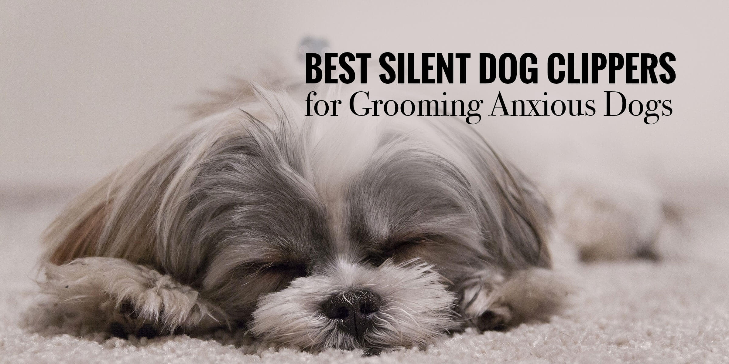 Top 5 Best Silent Dog Clippers For Grooming Anxious Dogs