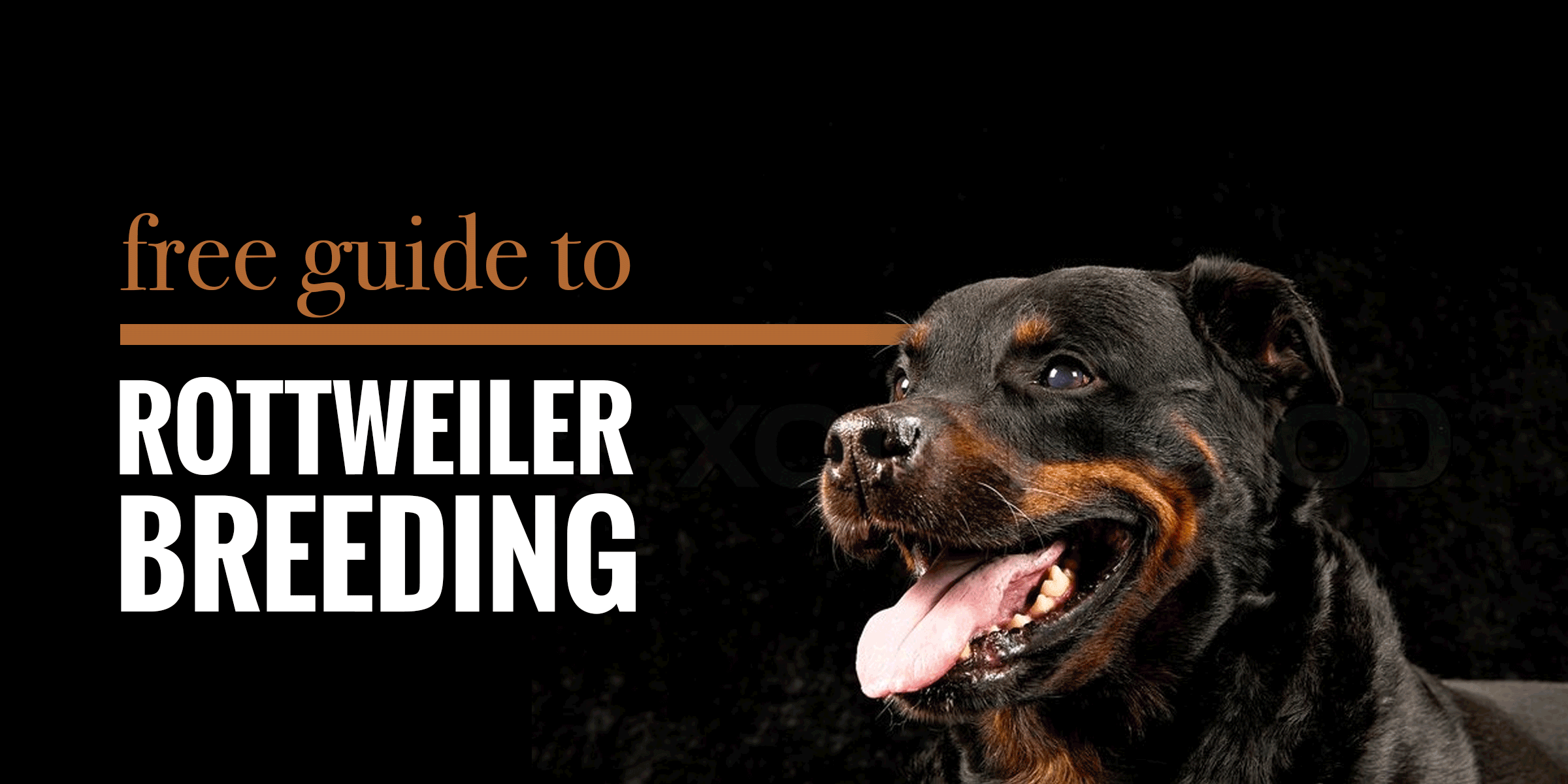 Guide to Breeding Rottweilers