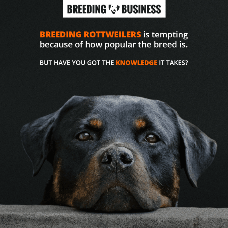 breeding rottweilers