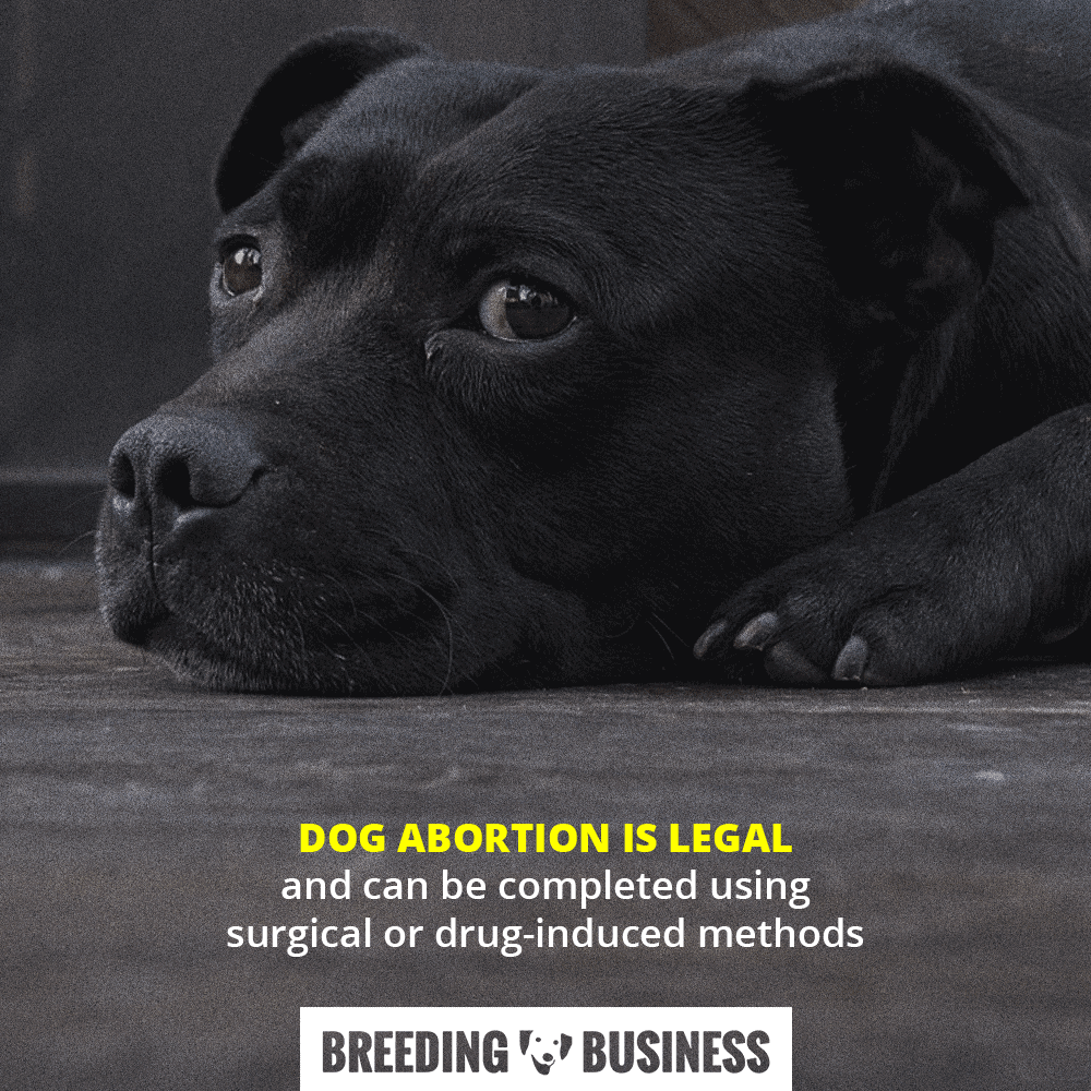 Dog abortion is legal and can be completed through a surgical spay or a drug-induced procedure.