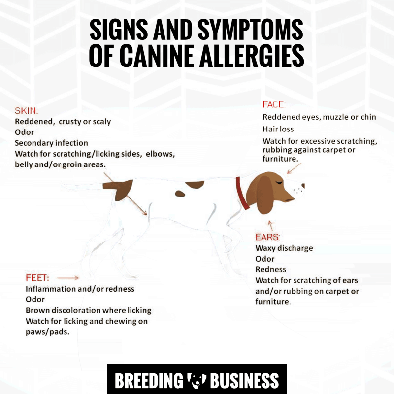 common symptoms of allergies in dogs