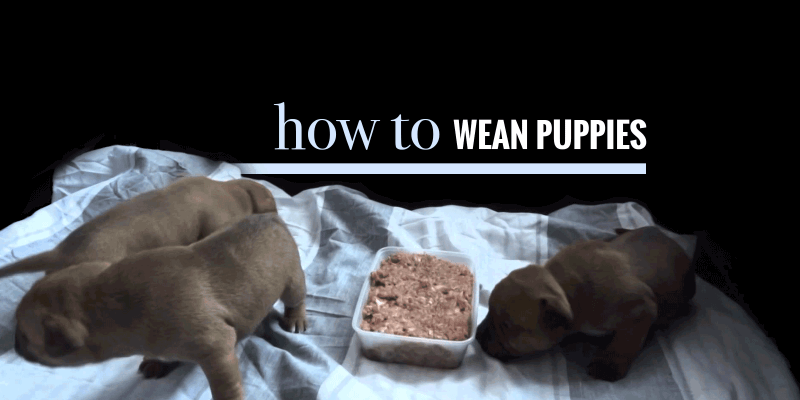 When to start feeding puppies wet food