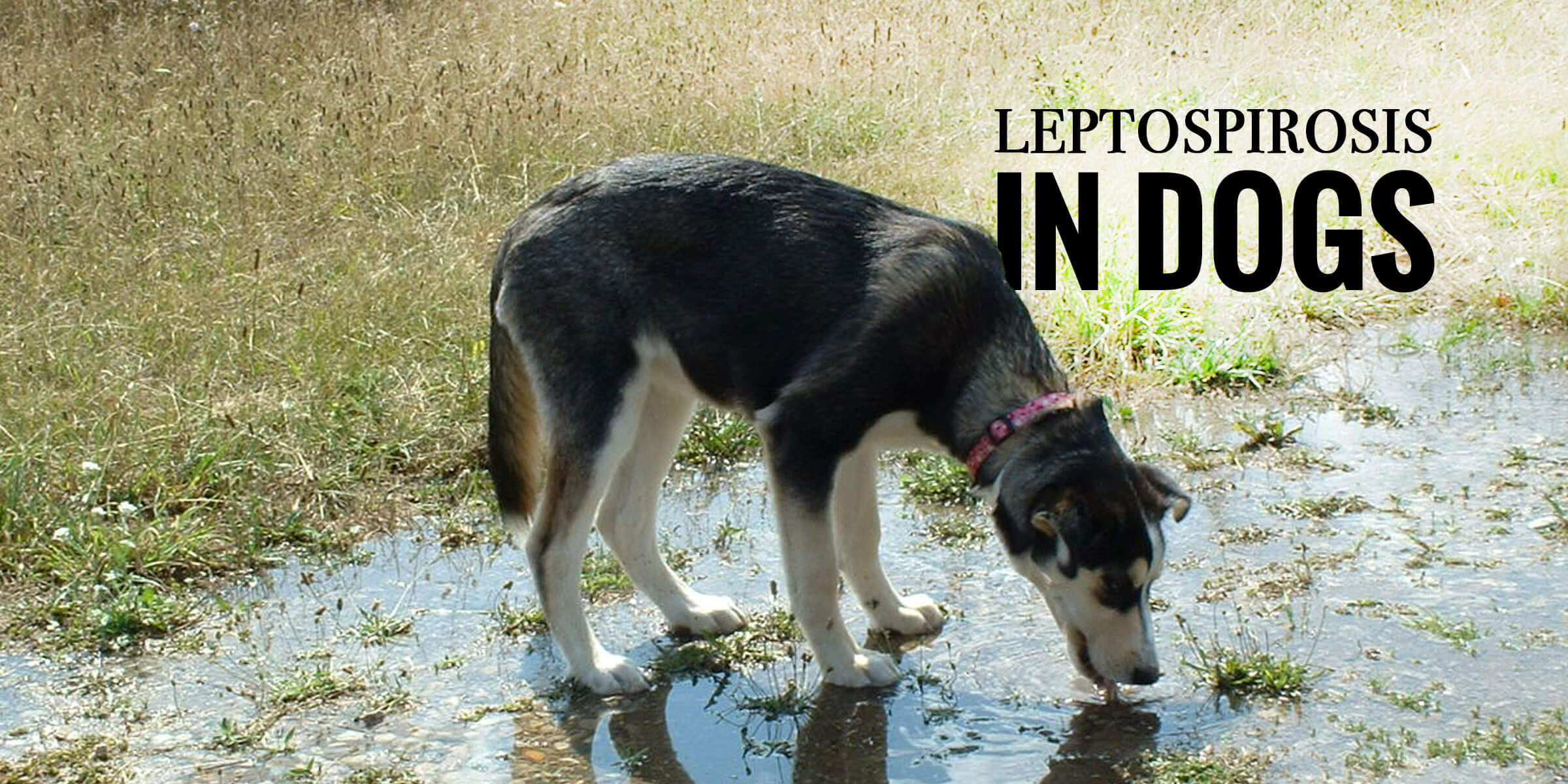 Leptospirosis in Dogs (Bacterial Infection)