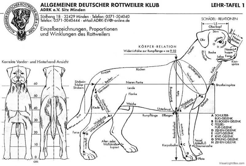 diagram of the rottweiler standard