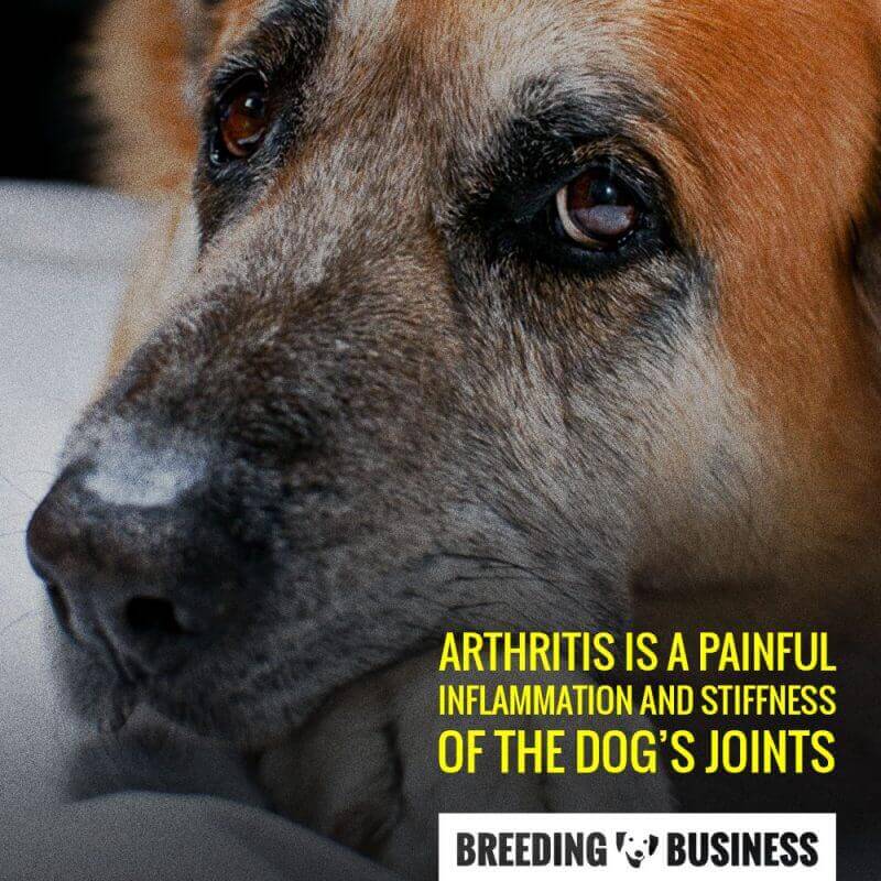 Definition of arthritis in dogs.