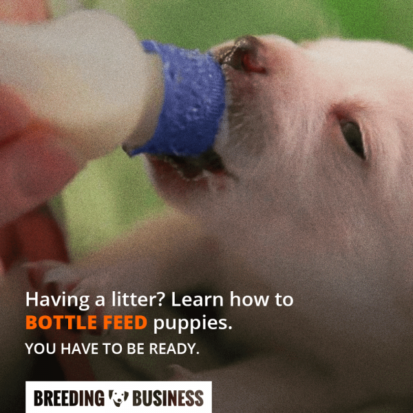 Picture of Guide to Lactating Dogs, Milk Production and Lactation Failure