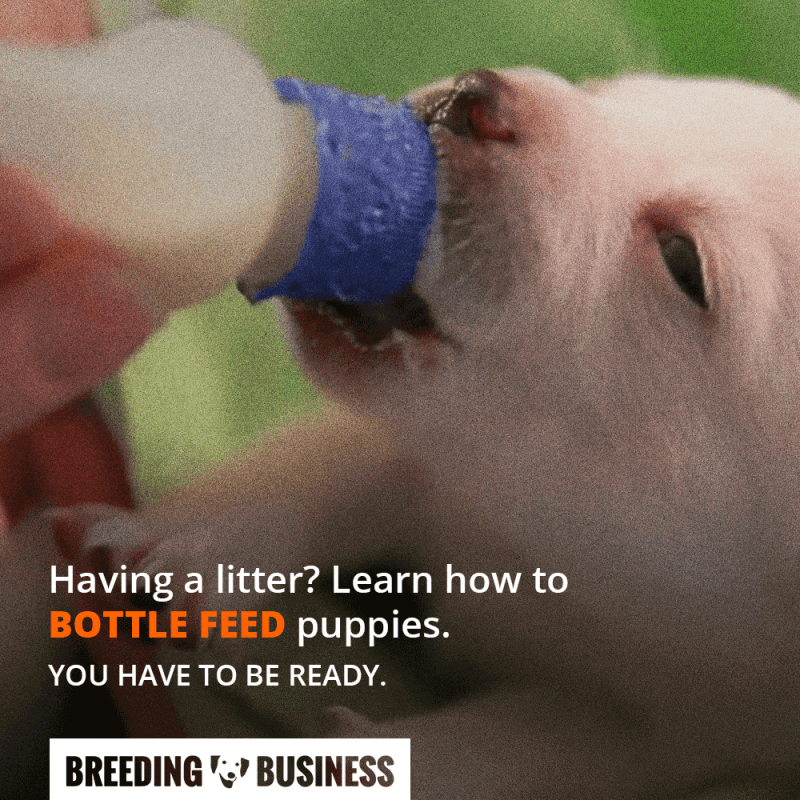 bottle feeding puppies