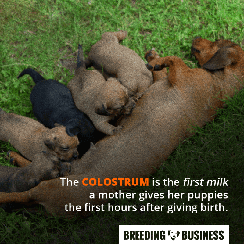 colostrum in dogs