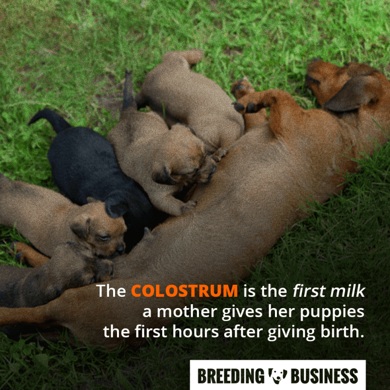 Guide To Lactating Dogs Milk Production And Lactation Failure