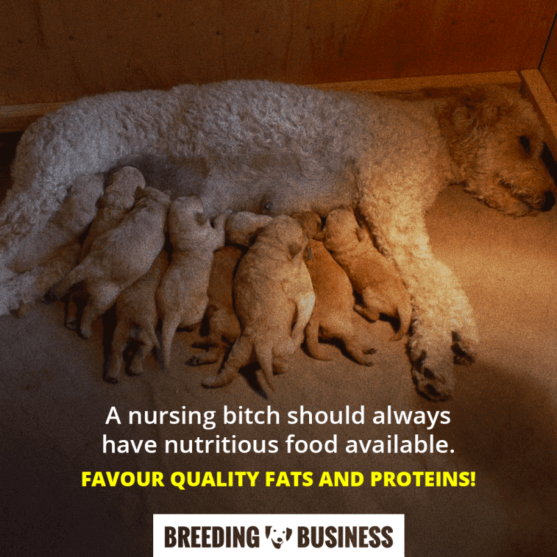 feeding a nursing dog