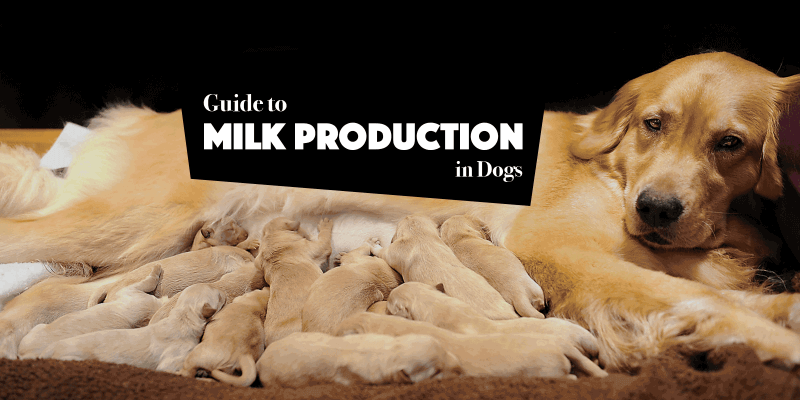 Milk Production and Lactating Dogs
