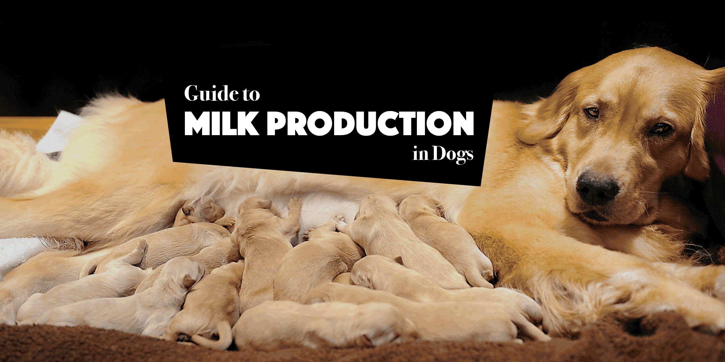 is milk good for a pregnant dog