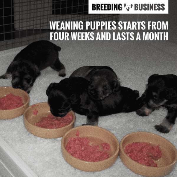 Weaning Puppies — When Do Puppies Start Eating Solid Foods?