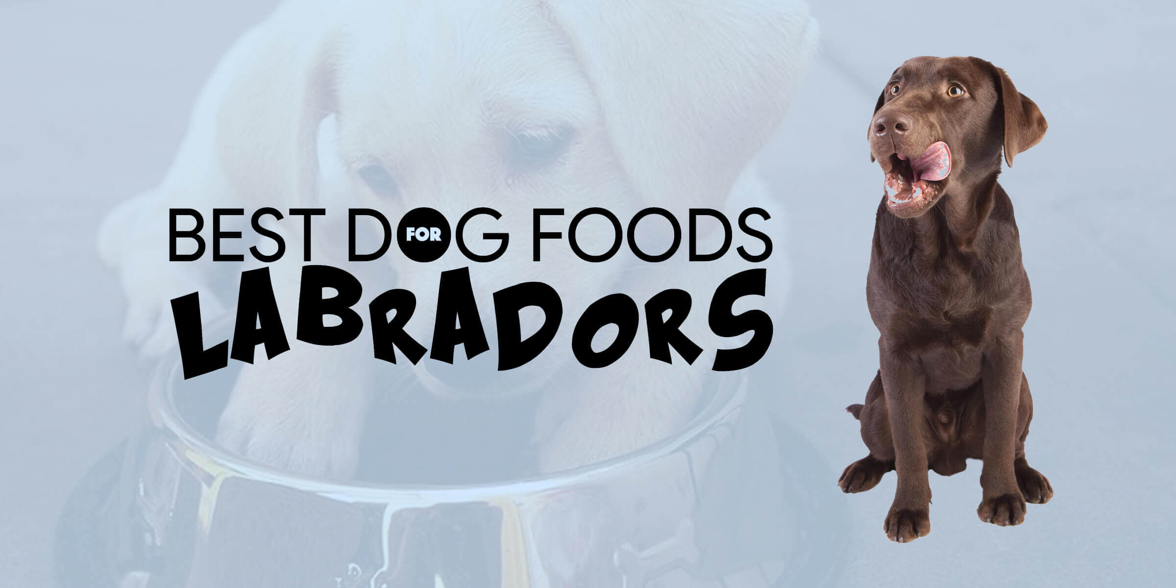 Best Dog Foods For Labradors