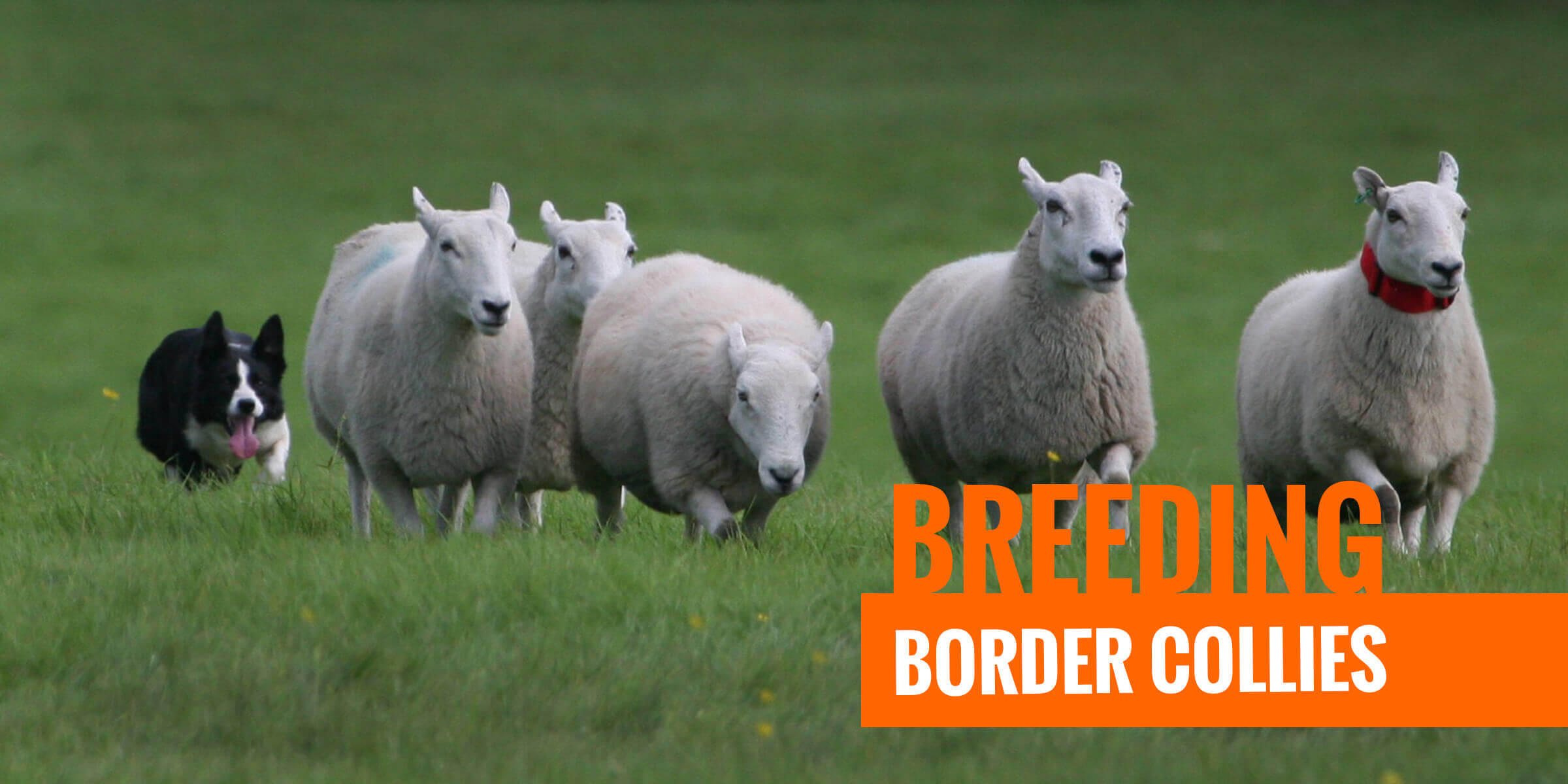 About The Breed: Border Collie