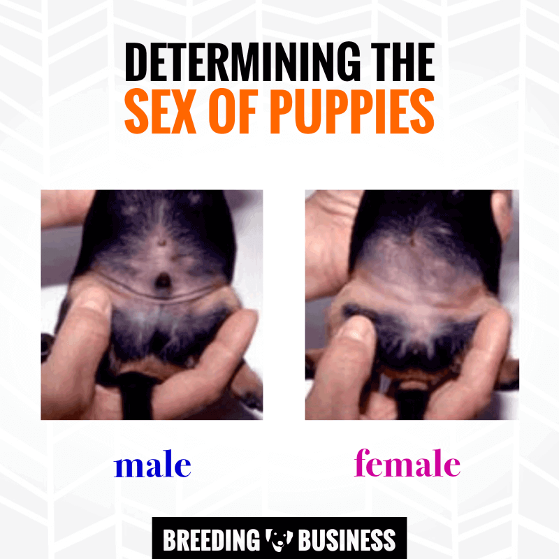 Sexing Puppies — How To Determine The Sex Of Newborn Puppies