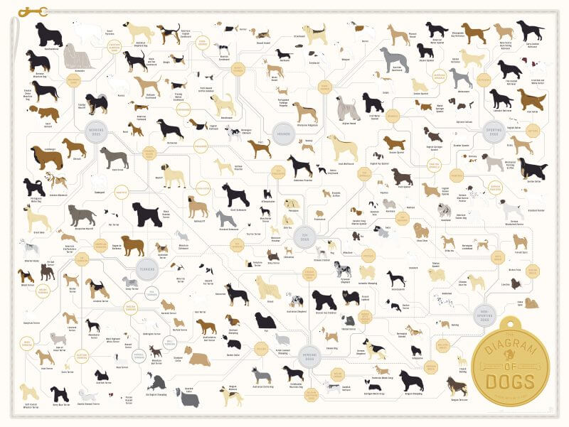 List of Dog Breeds (chart)