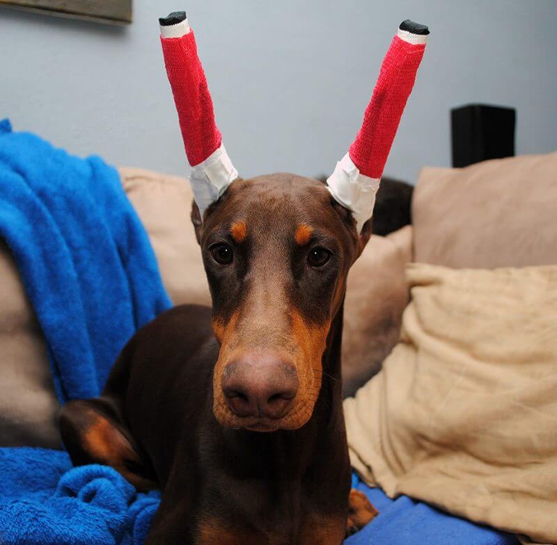 63+ Doberman Pinscher Ears Not Cut