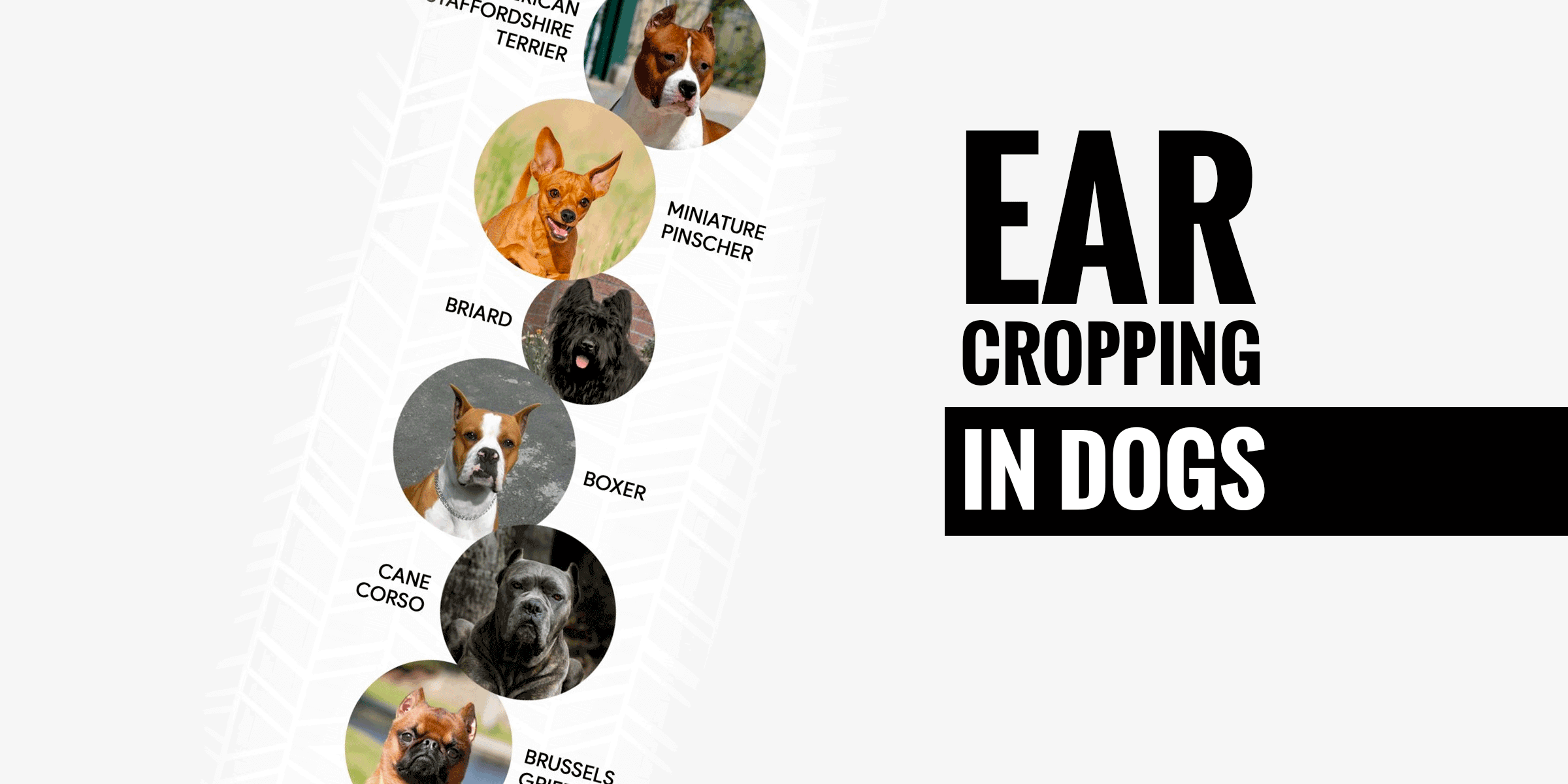 Ear Cropping In Dogs