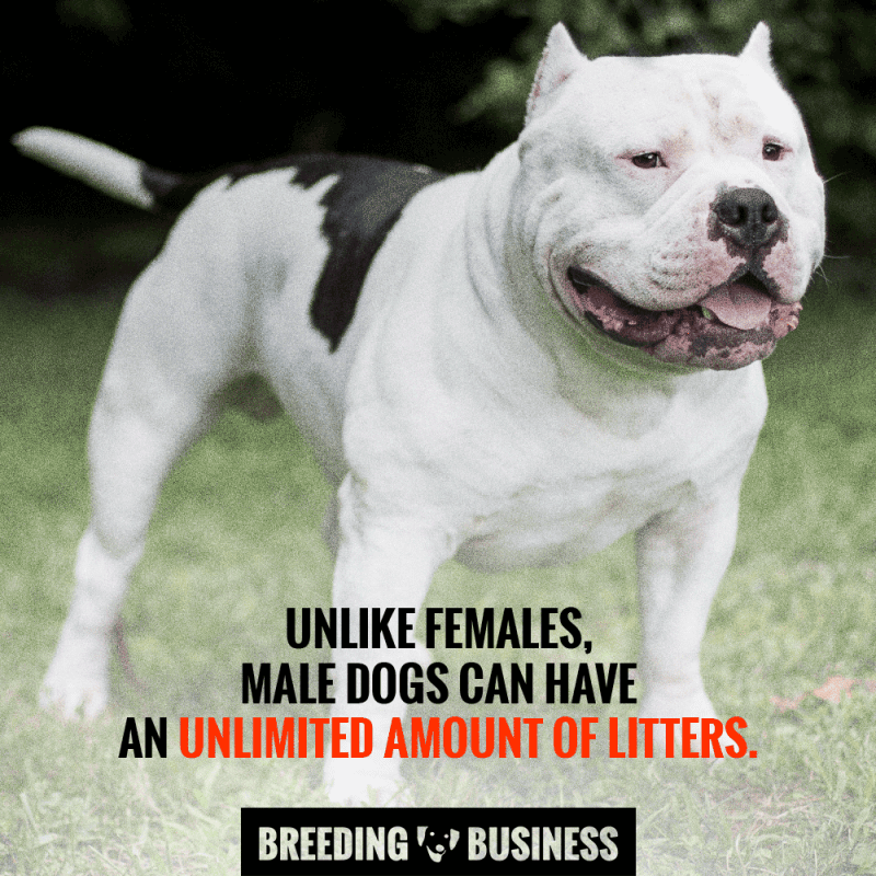 how many times can male dogs breed