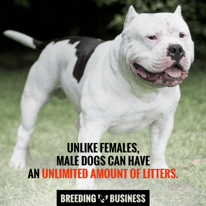 How Many Times Can You Breed A Male Dog