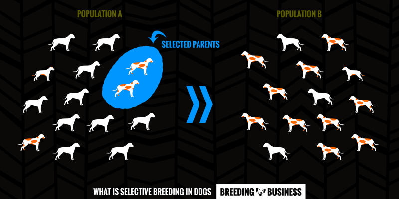 selective breeding in dogs