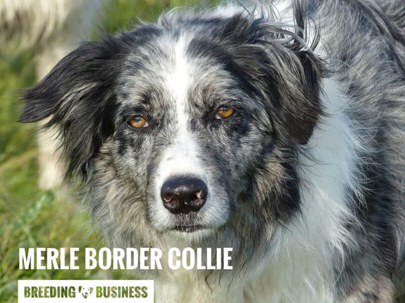 Example of a Blue Merle Border Collie