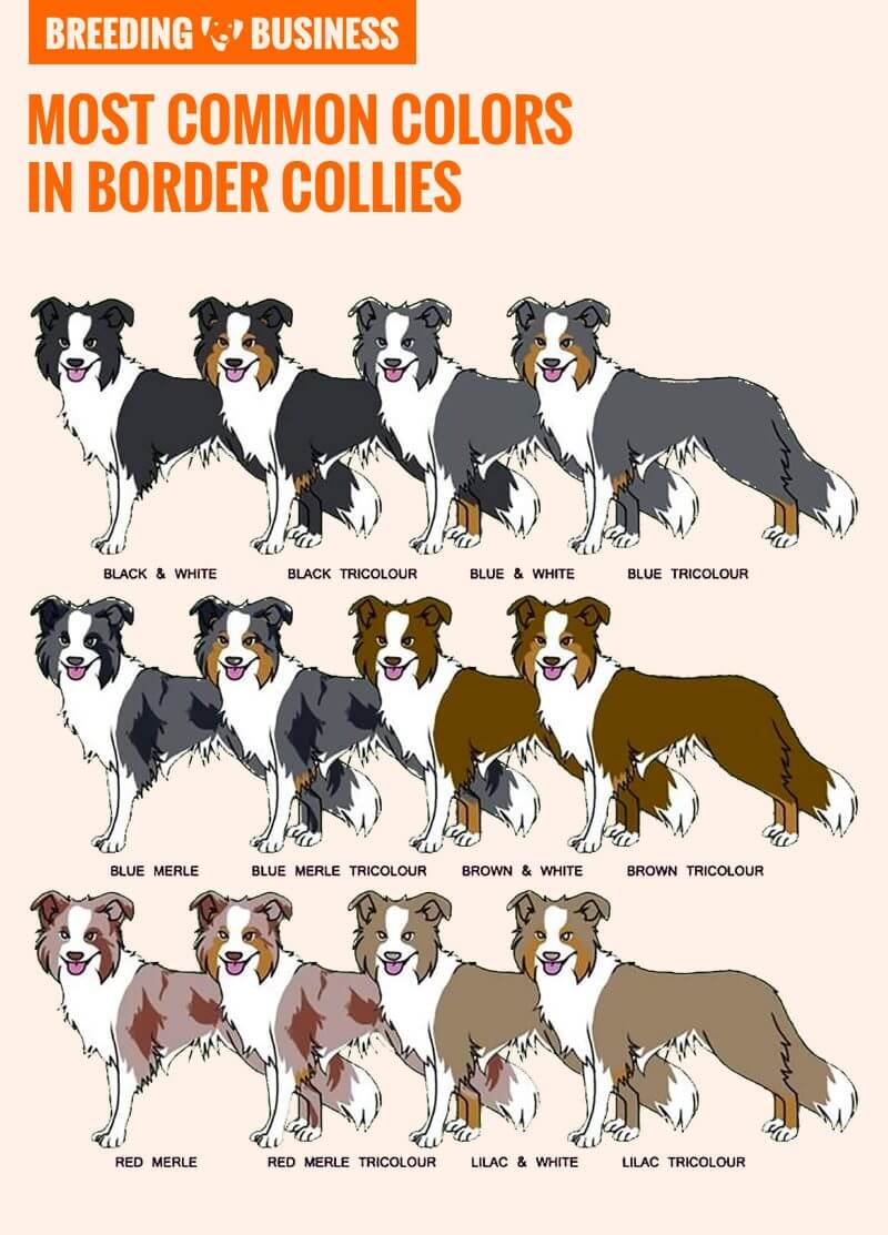 Border Collie Coats