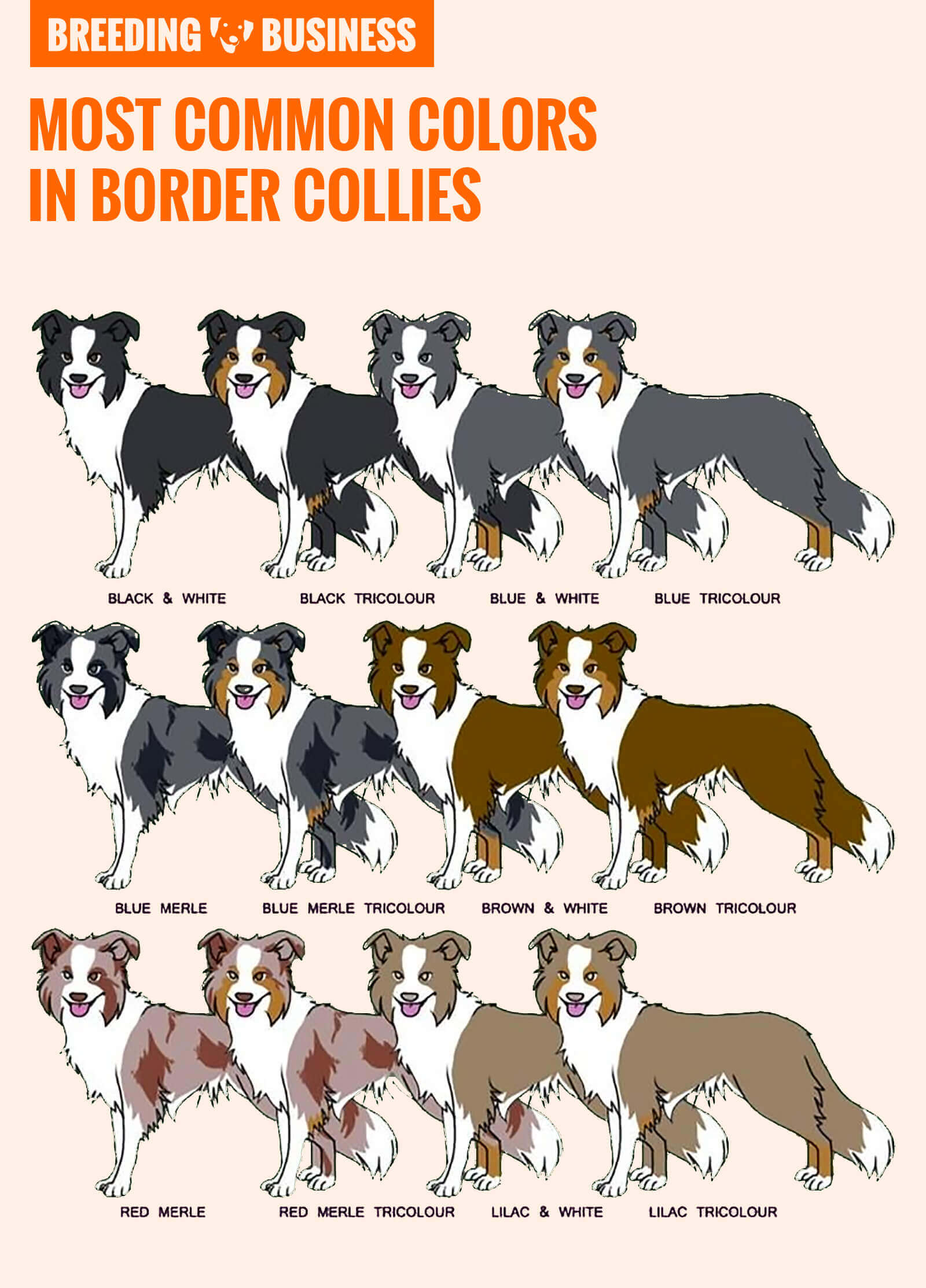 Border Collie Average Weight How Big Do Border Collies Get Average Border Collie Average Weight How Big Do Border Collies Get Average