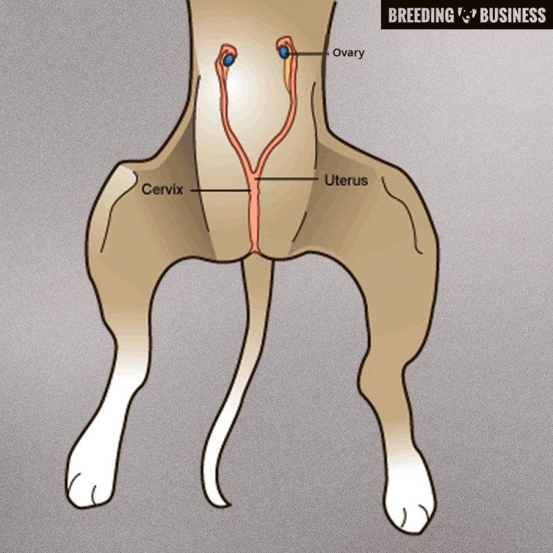 reproductive organs of a female dog