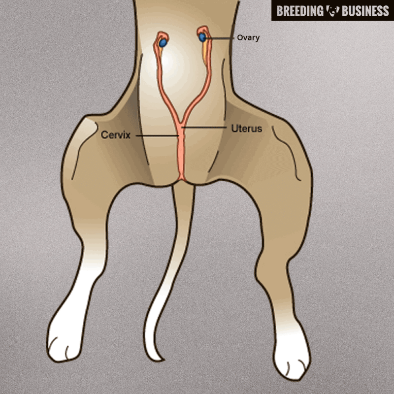 What Is A Spayed Female Dog Called