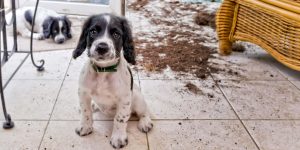 Separation Anxiety in Dogs and Puppies