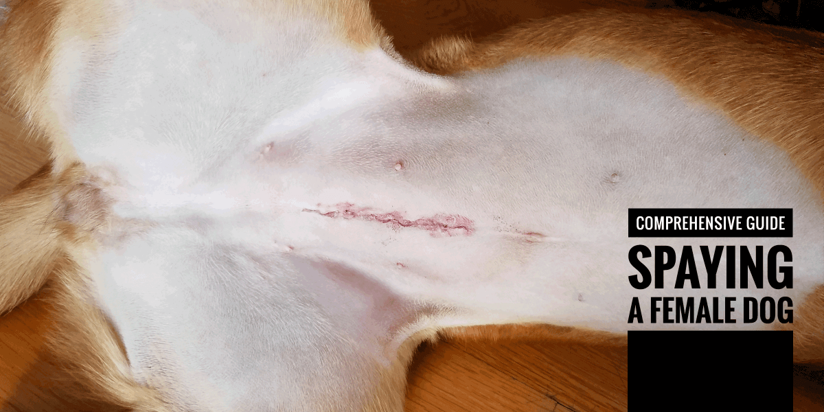 Spaying a Female Dog — Procedures, Risks, Benefits