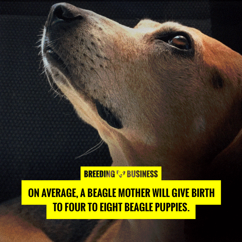 average litter size of beagles