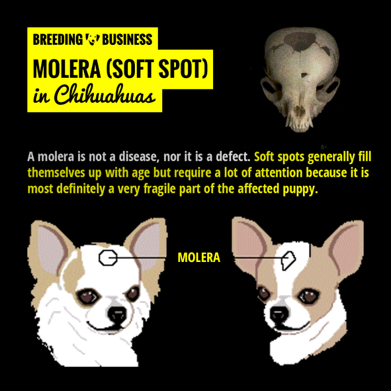 moleras and soft spots in chihuahuas