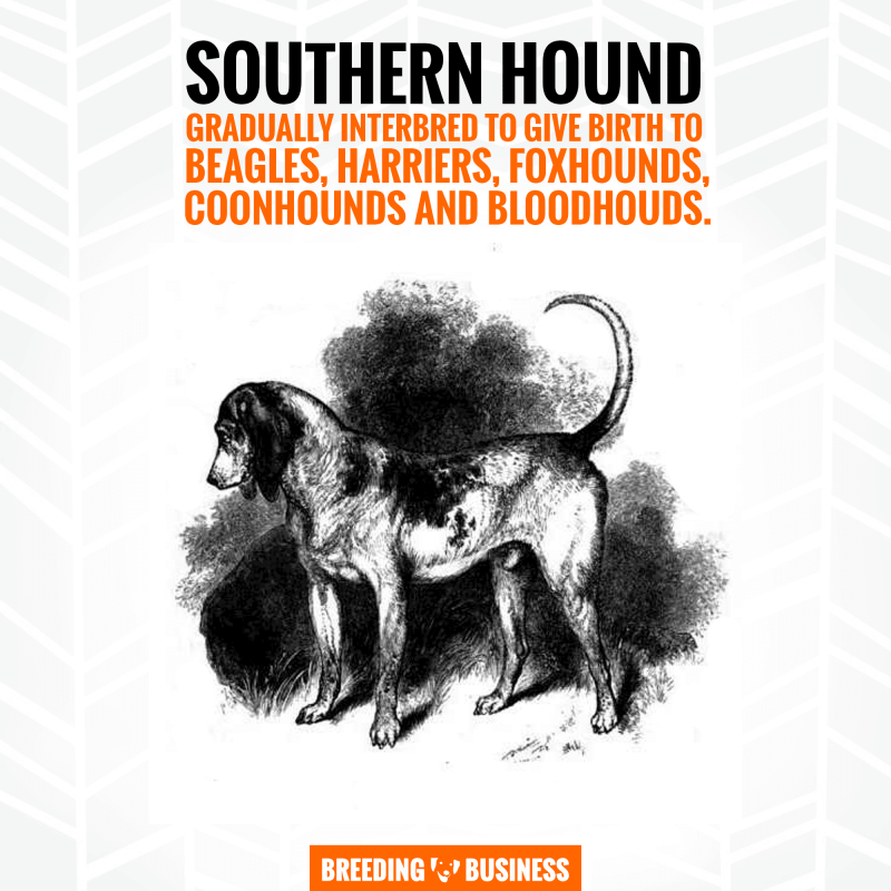 southern hound and beagle
