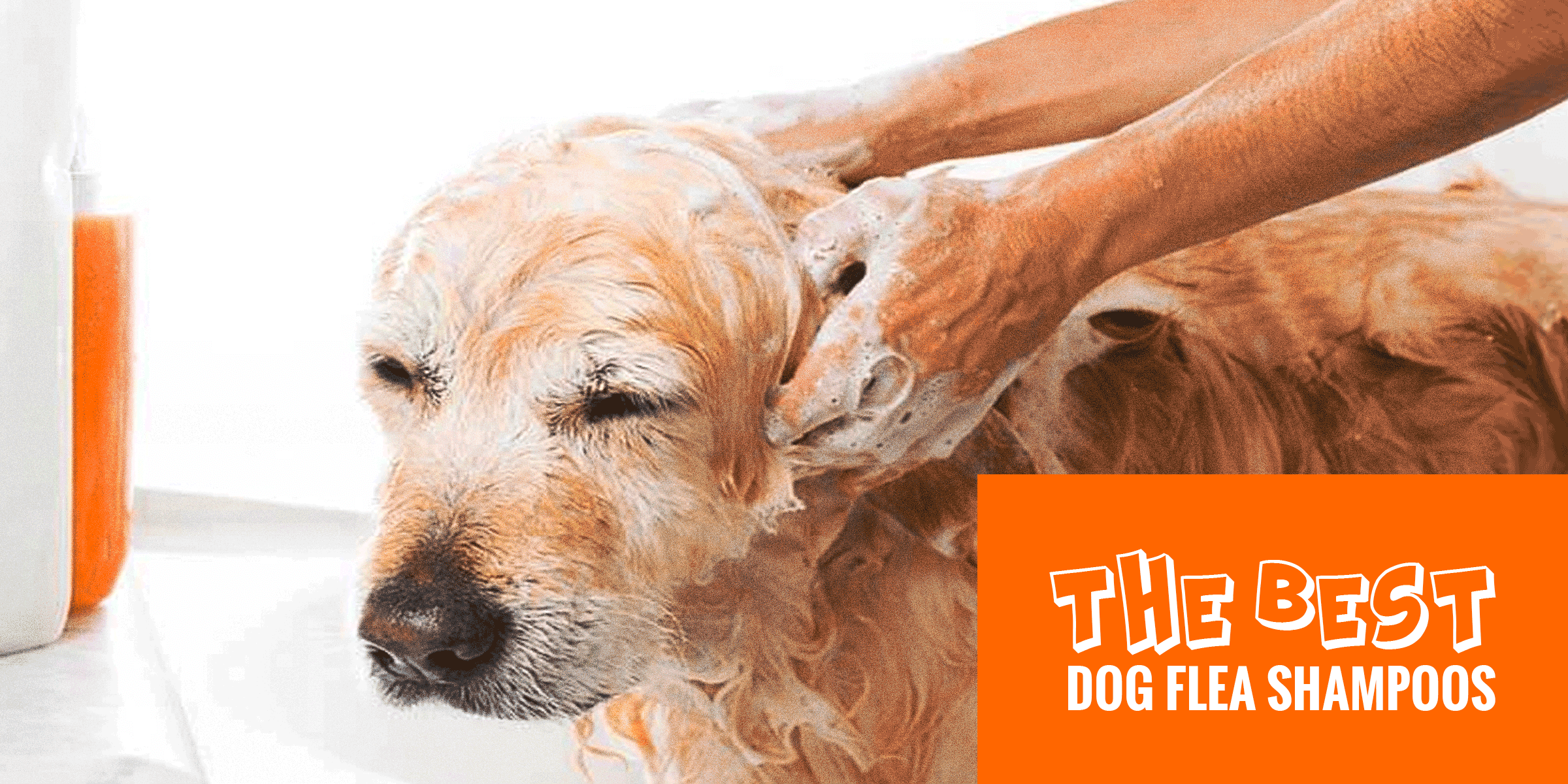 Best Dog Flea Shampoos