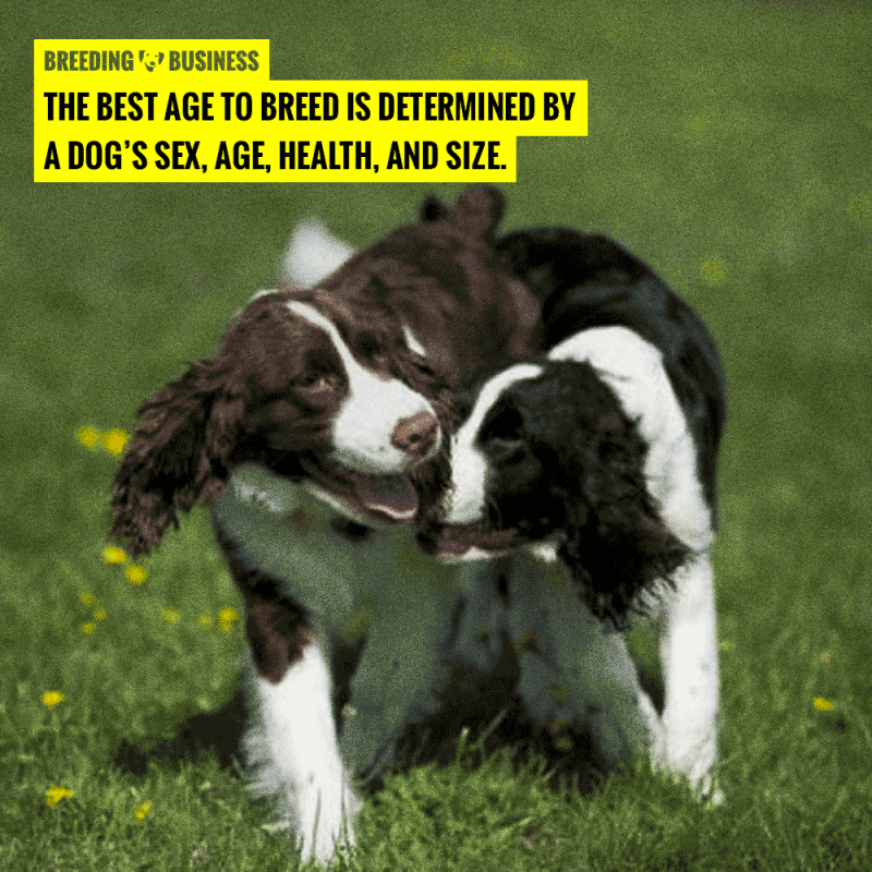 best age for breeding dogs