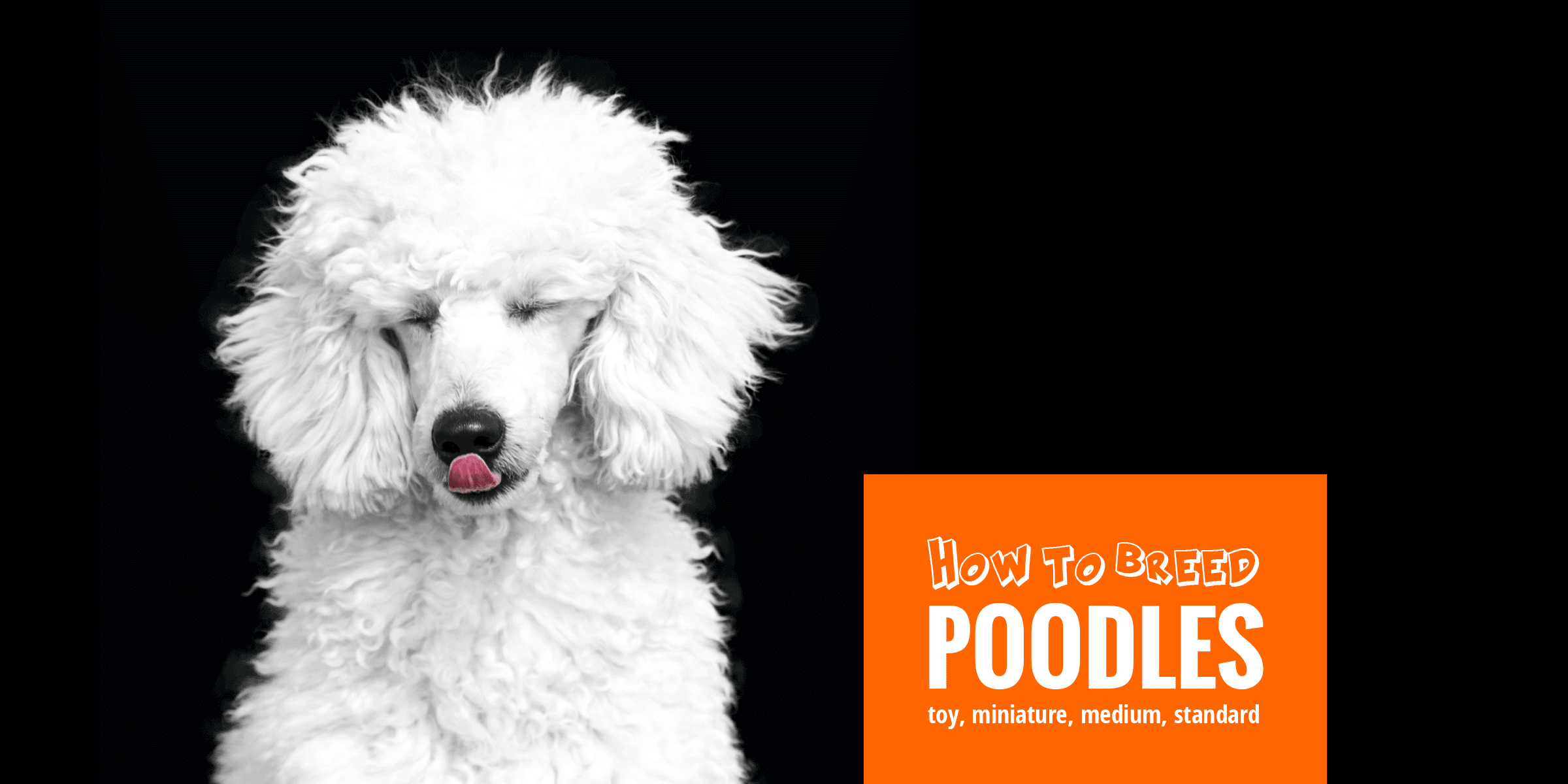 how to breed poodles